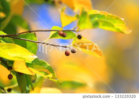 Autumn leaves and fruit of Enoki tree 133220320