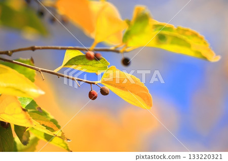 Autumn leaves and fruit of Enoki tree Autumn leaves and fruit of Enoki tree 133220321
