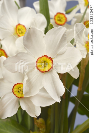 Poets daffodil 133220474