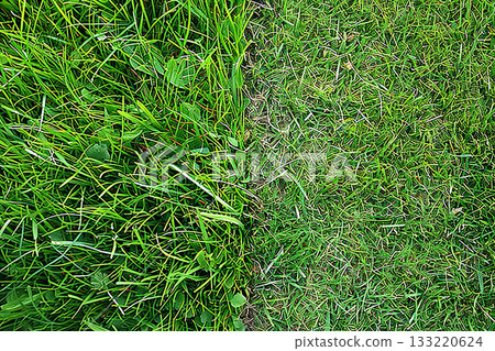 vivid green blades with dew drops, detailed view of contrasting lawn sections after sunrise 133220624