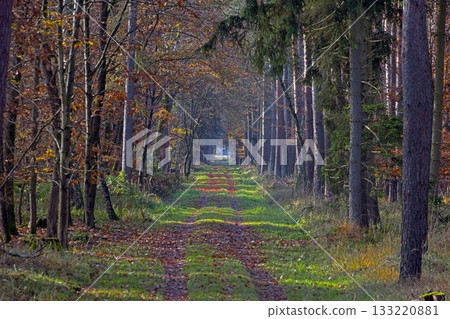 Forest path between tall trees in autumn in Germany Forest path between tall trees in autumn in Germany 133220881