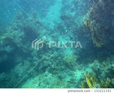 sea fish, coral reef, underwater sea fish, coral reef, underwater 133221191