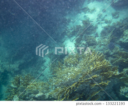sea fish, coral reef, underwater sea fish, coral reef, underwater 133221193
