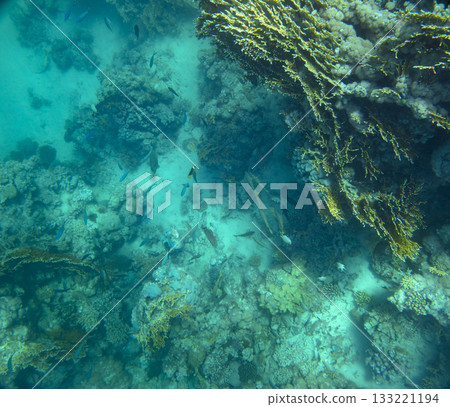 sea fish, coral reef, underwater sea fish, coral reef, underwater 133221194