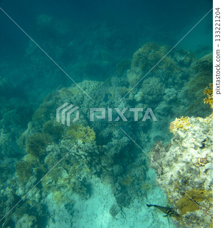 sea fish, coral reef, underwater 133221204