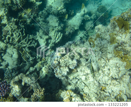 sea fish, coral reef, underwater sea fish, coral reef, underwater 133221205
