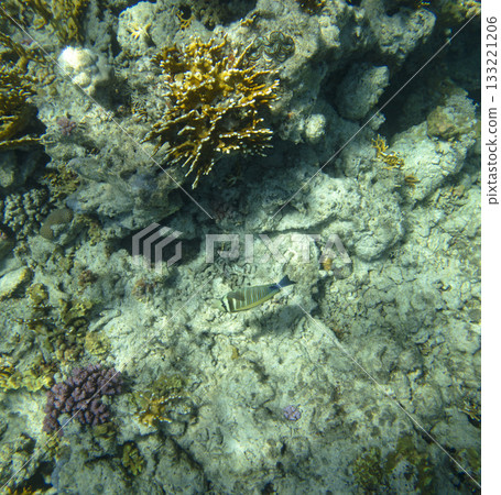 sea fish, coral reef, underwater 133221206
