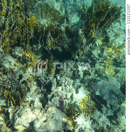 sea fish, coral reef, underwater sea fish, coral reef, underwater 133221207