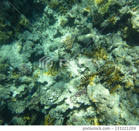 sea fish, coral reef, underwater sea fish, coral reef, underwater 133221209