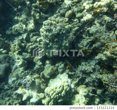 sea fish, coral reef, underwater sea fish, coral reef, underwater 133221214