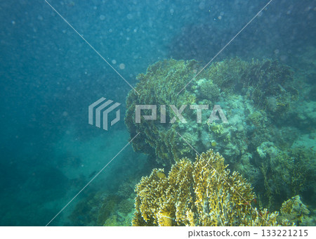 sea fish, coral reef, underwater 133221215