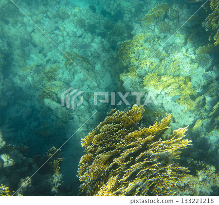 sea fish, coral reef, underwater 133221218