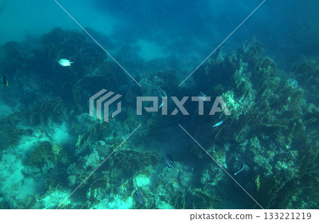 sea fish, coral reef, underwater sea fish, coral reef, underwater 133221219