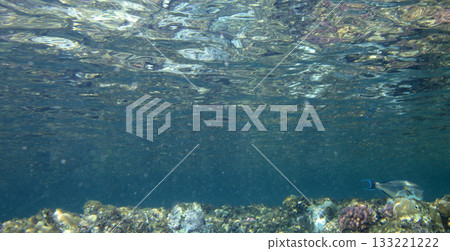 sea fish, coral reef, underwater 133221222