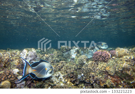 sea fish, coral reef, underwater 133221223