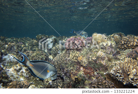 sea fish, coral reef, underwater 133221224