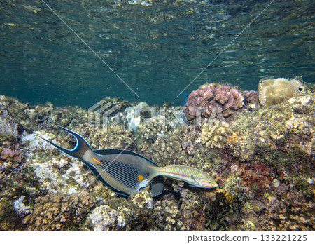 sea fish, coral reef, underwater sea fish, coral reef, underwater 133221225