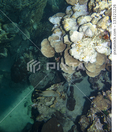 sea fish, coral reef, underwater sea fish, coral reef, underwater 133221226