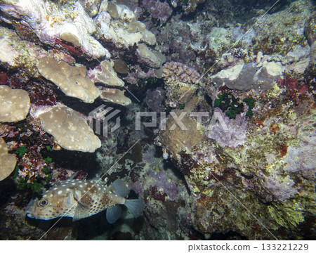 sea fish, coral reef, underwater 133221229