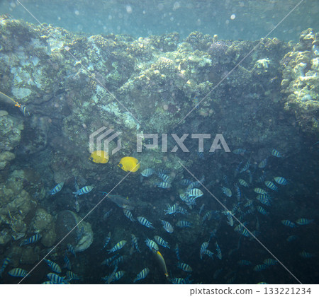 sea fish, coral reef, underwater sea fish, coral reef, underwater 133221234