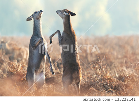 Two female Red deer hinds standing on their hind legs and fighting for dominance in autumn meadow Two female Red deer hinds standing on their hind legs and fighting for dominance in autumn meadow 133222141