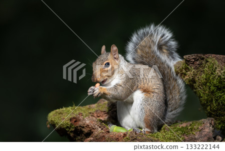Grey Squirrel holding and eating nut on a tree branch Grey Squirrel holding and eating nut on a tree branch 133222144