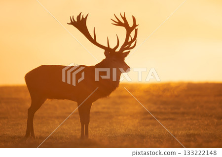 Silhouette of Red deer stag standing against dramatic, golden, misty sunrise in autumn Silhouette of Red deer stag standing against dramatic, golden, misty sunrise in autumn 133222148