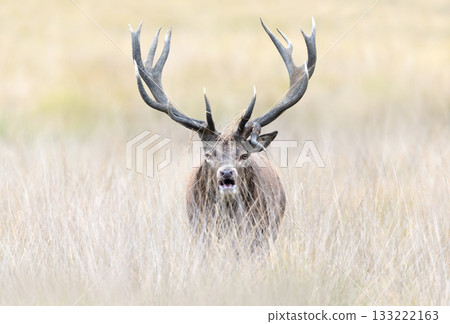 Portrait of a red deer stag roaring during rutting season in autumn Portrait of a red deer stag roaring during rutting season in autumn 133222163