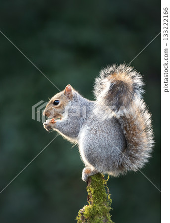 Grey squirrel eating nut on a tree branch Grey squirrel eating nut on a tree branch 133222166