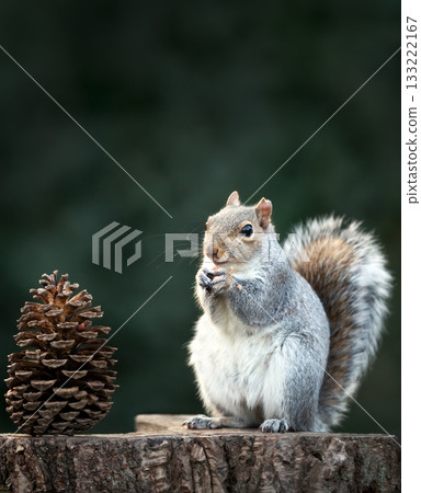 Grey Squirrel eating nut on a tree stump with a large pine cone beside it Grey Squirrel eating nut on a tree stump with a large pine cone beside it 133222167