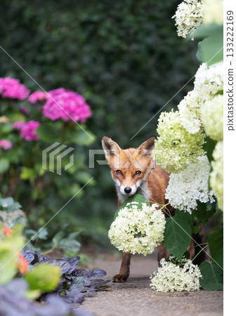 Young Red fox cub peeking from summer garden flowers Young Red fox cub peeking from summer garden flowers 133222169