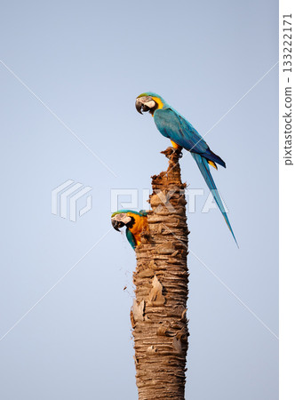 Two Blue-and-yellow macaws perched on palm tree nest Two Blue-and-yellow macaws perched on palm tree nest 133222171