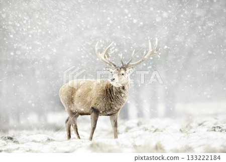 Majestic Red deer stag standing in heavy snowfall in winter 133222184