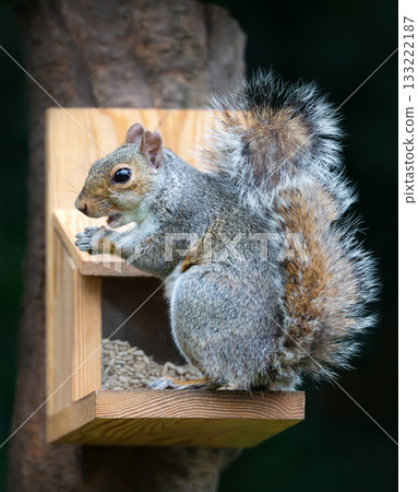 Grey squirrel eating nuts and seeds on a squirrel feeder Grey squirrel eating nuts and seeds on a squirrel feeder 133222187