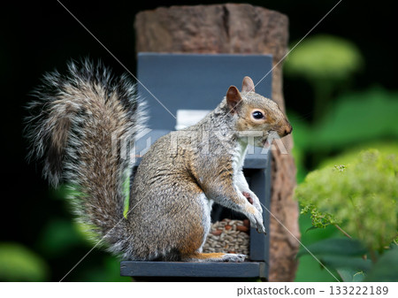 Grey squirrel eating nuts and seeds on a squirrel feeder 133222189