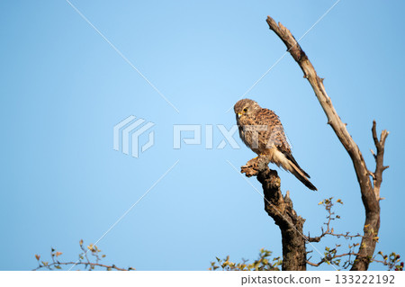 Female Common Kestrel perched on a tree branch Female Common Kestrel perched on a tree branch 133222192