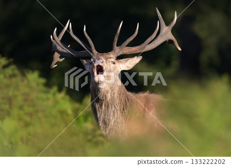 Portrait of a powerful Red deer stag roaring during autumn rut 133222202