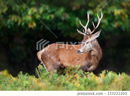 Young Red deer stag standing in green ferns in autumn 133222203