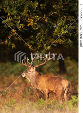 Red deer stag standing in green ferns in autumn 133222204