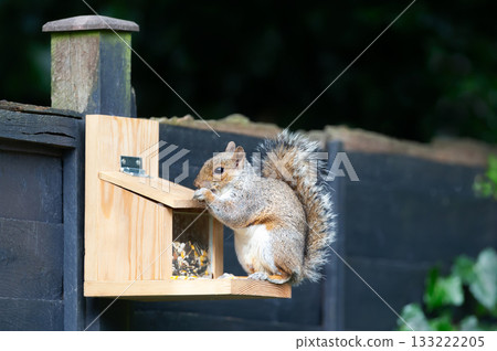 Grey squirrel eating nuts and seeds on a squirrel feeder in a garden 133222205