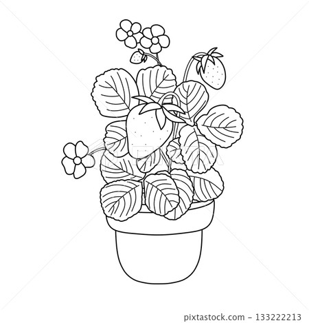 Vector black and white line art illustration of strawberry plant in pot with berries, leaves and flowers. Botanical contour drawing, simple outline graphic for coloring pages and design 133222213