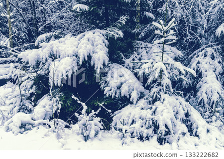 Quiet winter wilderness showcasing frozen pine needles and icy surroundings Quiet winter wilderness showcasing frozen pine needles and icy surroundings 133222682