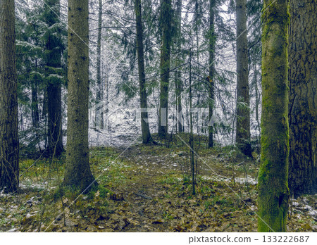 Snow gently covers forest ground at dawn, Early morning light reveals frost on conifers and leaves Snow gently covers forest ground at dawn, Early morning light reveals frost on conifers and leaves 133222687