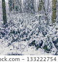 Frost blankets delicate young plants, Early snowfall drapes tender fir saplings in frosty cloak 133222754