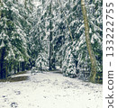 Snowcovered trees and peaceful trail, Majestic pines under gentle winter light creating tranquility 133222755