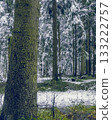 Initial snowfall accentuates towering trees and serene woodland backdrop for conservation themes 133222757