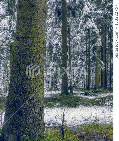 Initial snowfall accentuates towering trees and serene woodland backdrop for conservation themes 133222757