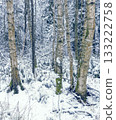 Winter trees highlighting, Initial snowfall enhances gentle birch tree outlines with subtle shading 133222758