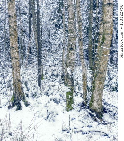 Winter trees highlighting, Initial snowfall enhances gentle birch tree outlines with subtle shading 133222758
