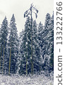 Snow crowns pine, Solitary pine stands beneath cold sky, Lone pine rises against wintercolored sky 133222766